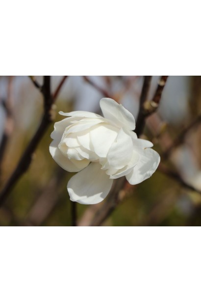 Крупний план квітки магнолії Wildcat з білими пелюстками.